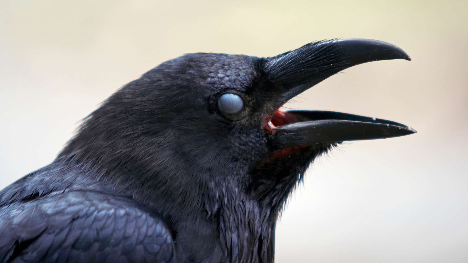 Australian Raven Facts