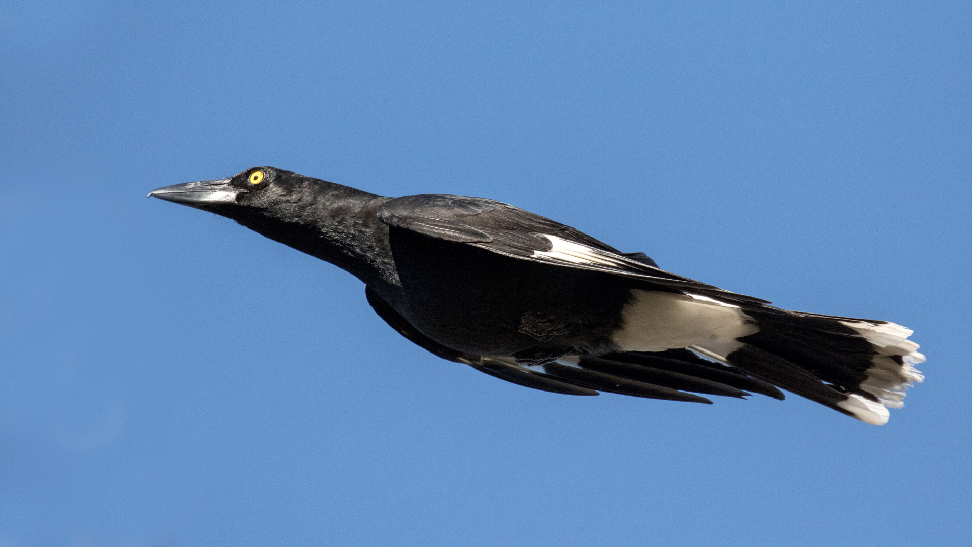 Currawong Facts