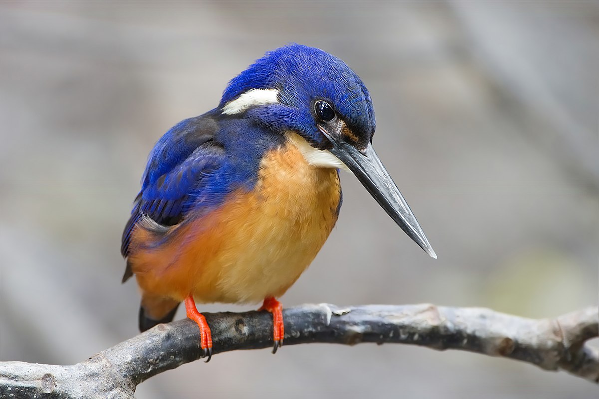 Azure Kingfisher