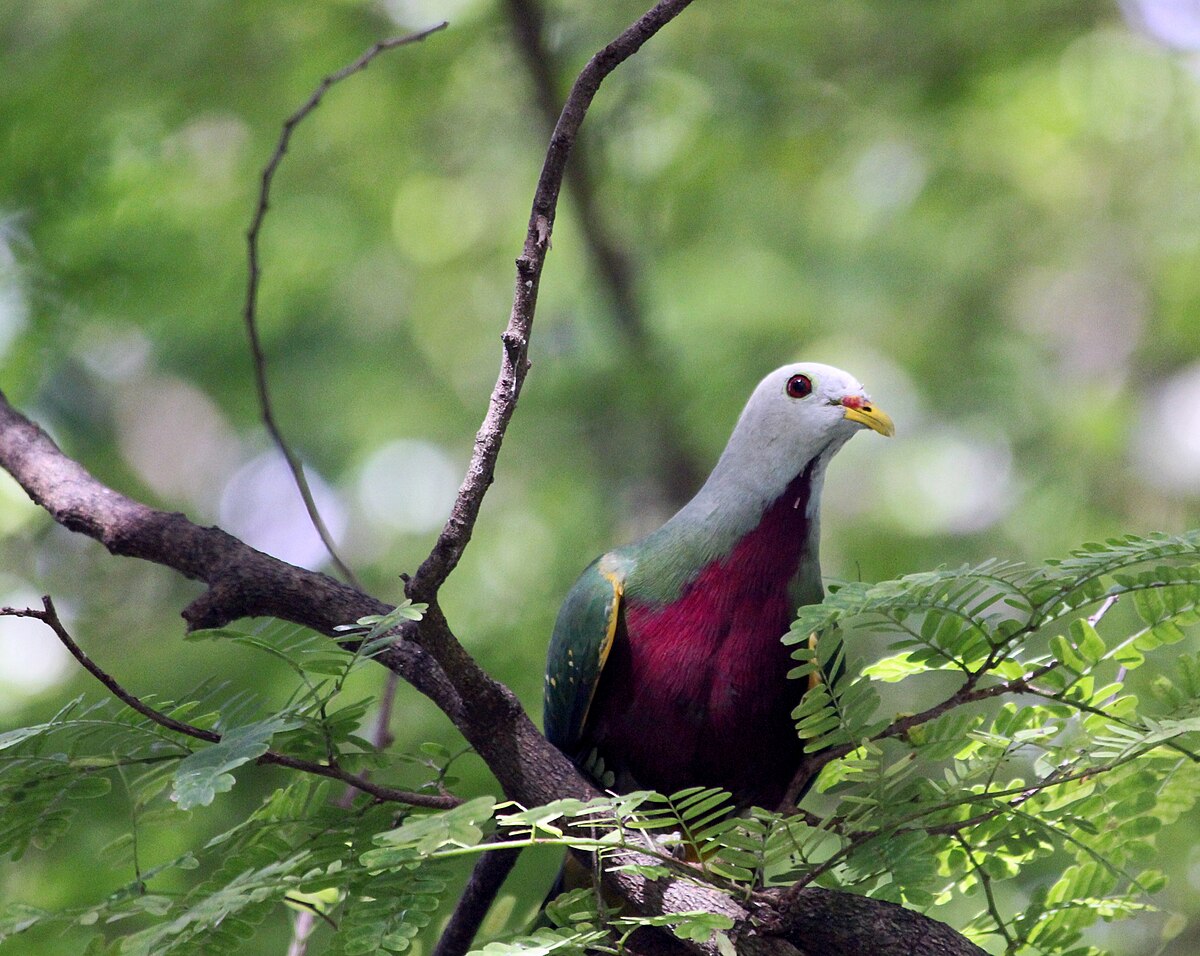 Wompoo/Superb Fruit-Dove