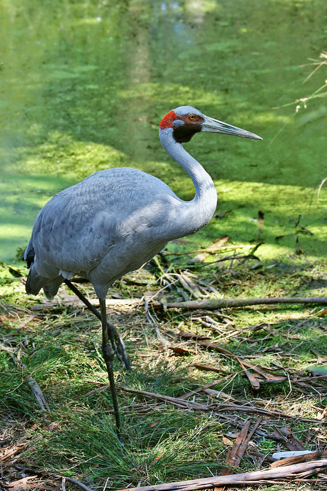 The Brolga