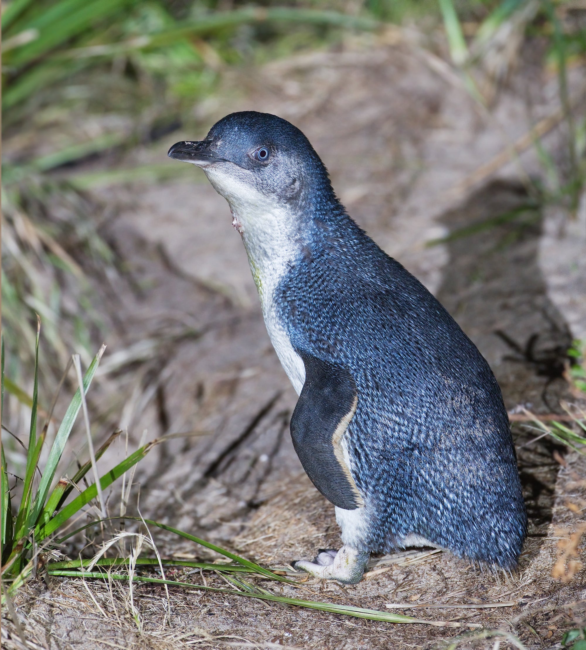 Australian Little Penguin