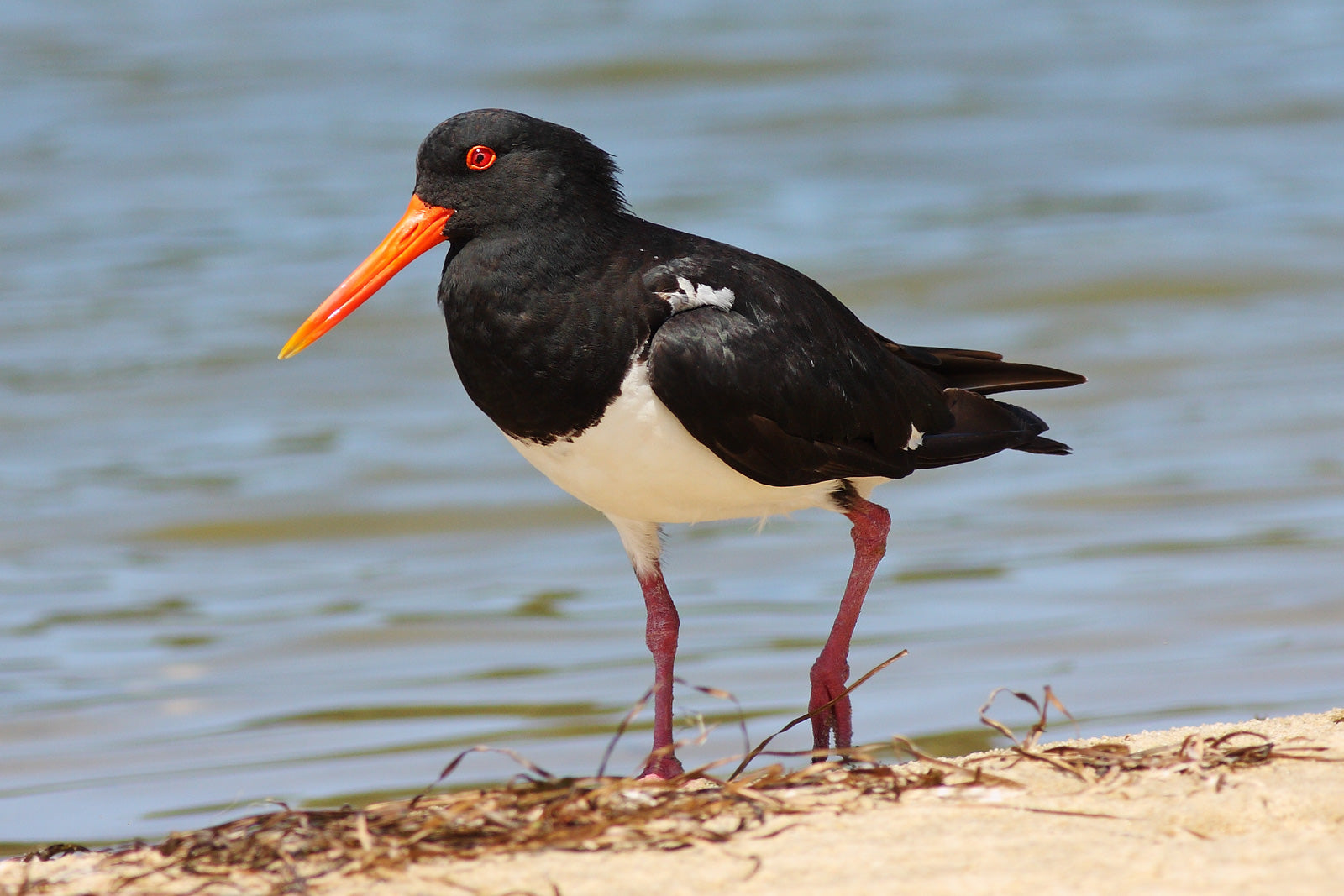 Australian Pied Oystercatcher