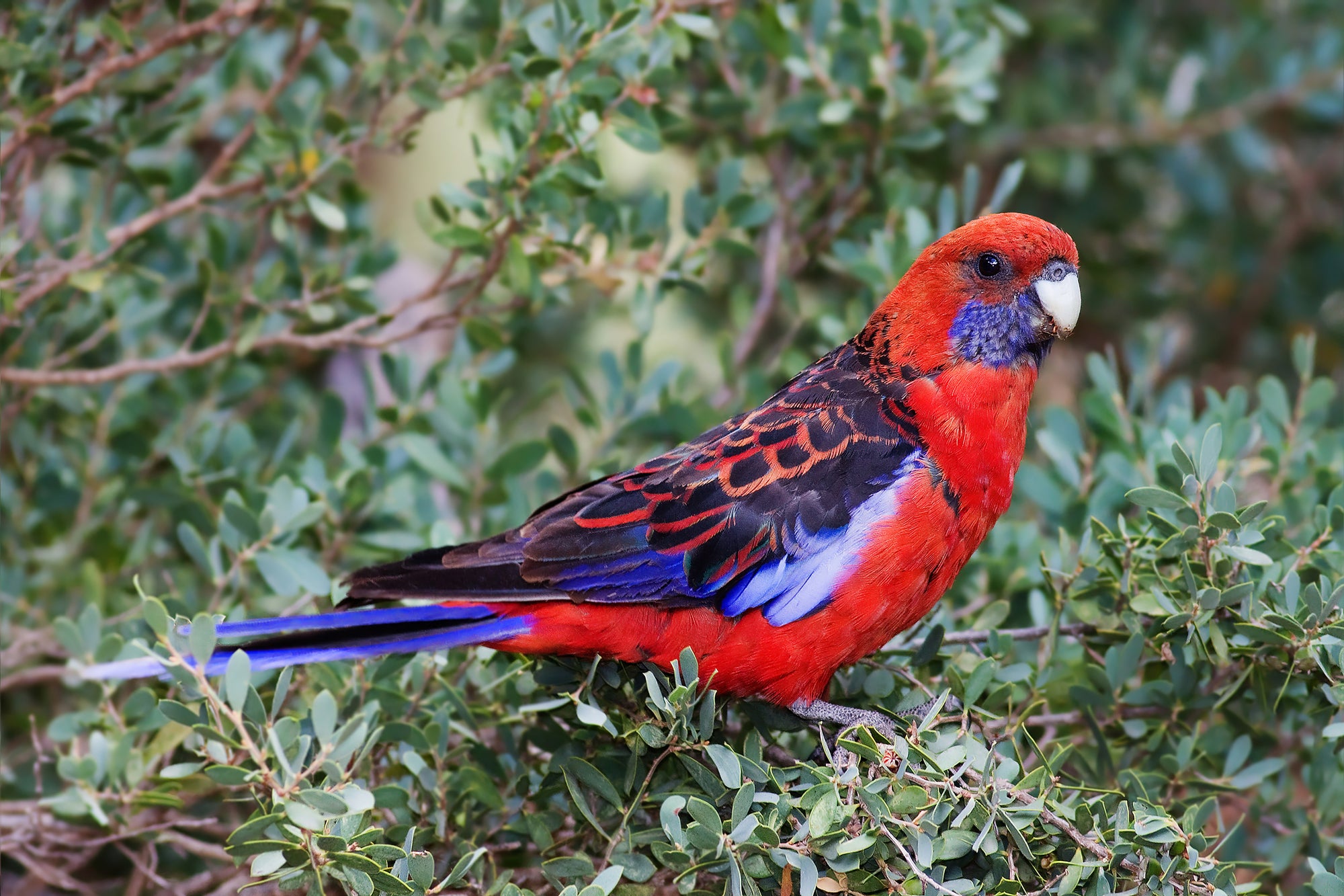 The Crimson Rosella