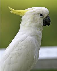 Sulphur-Crested Cockatoo