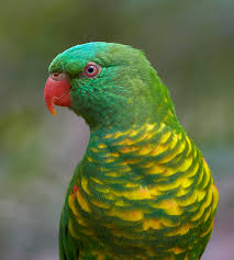 Scaly-Breasted Lorikeet