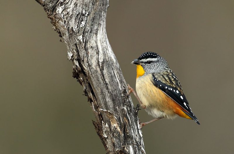 Spotted Pardalote