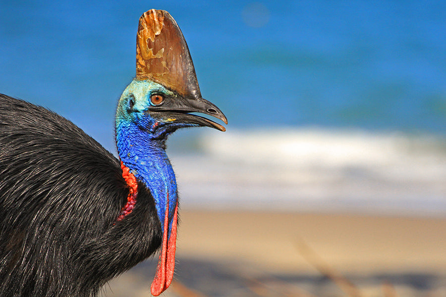 Cassowary